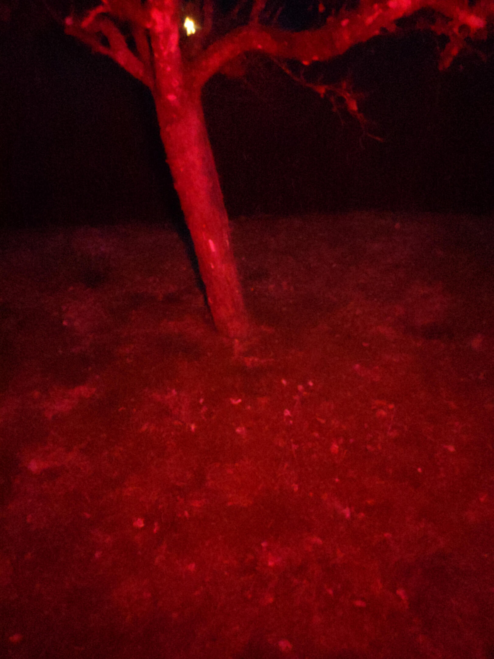 Hur filmningen av &quot;The Red Death&quot; sågs av det nakna ögat